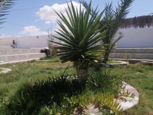 Galeriebild der Unterkunft Etoile du Sud in Bin Rhilouf + 7 Fotos