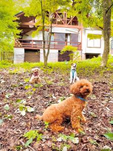 Galería fotográfica de Yatsugatake Villa FOREST&DOG - Vacation STAY 53545v en Hokuto