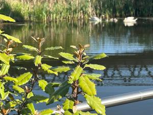 a plant with green leaves next to a body of water at The Floating Home at Upton in Upton upon Severn