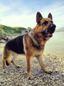 a brown and black dog standing on a rocky beach at Mila's pet friendly holiday house in Pag