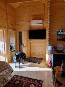 a dog standing in a living room with a television at Magiczny domek in Drzewoszewo