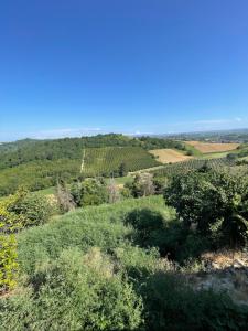 a view of a vineyard from a hill with trees at Casetta di Vigliano II in Vigliano d'Asti +4 photos