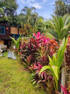 a garden with colorful plants and a house at La maison in Gandoca +10 photos