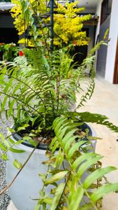 Imagen de la galería de Jungle edge, en Weligama