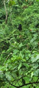 a black bear laying down in the grass at Nshongi Camp in Rubuguli