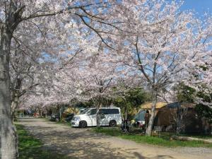 a group of trees with pink flowers on them at Eleven Auto Camp Park - Vacation STAY 44747v in Kururi