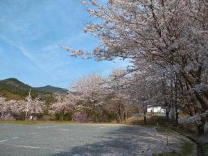 a tree with pink flowers on it next to a street at Tentengo Shibu River - Vacation STAY 76449v in Ono +2 photos