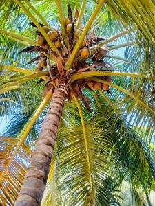 a palm tree with a bunch of coconuts on it at Relax garden in Sigiriya