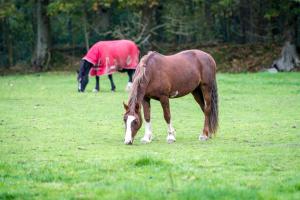 two horses grazing in a field of grass at Rose Cottage in Llanbedrog