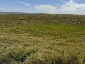 a field of grass with animals in the distance at 4 person holiday home in Rømø-By Traum in Sønderby +34 photos