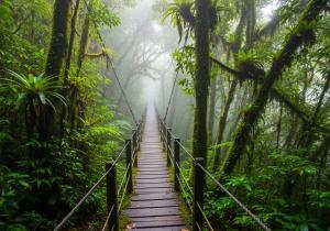 a wooden path in the rainforest with a suspension bridge at Basecamp Monteverde in Monteverde Costa Rica +6 photos