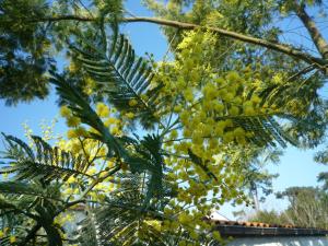 a bunch of yellow flowers on a tree at Hôtel L'Albatros in Saint-Trojan-les-Bains