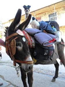 Zvieratá v penzióne alebo blízkom okolí