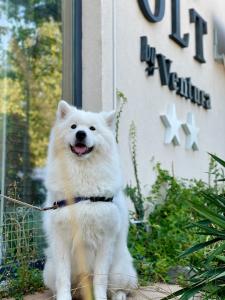Gallery image of Hotel Olt by Ventura in Mamaia