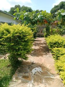 a cat laying in the middle of a path at Devkim Stays in Ukunda