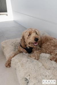 a brown dog laying on a dog bed at Urban Getaway Colonial 6 beds 2 bath aircon pet family in Bundamba