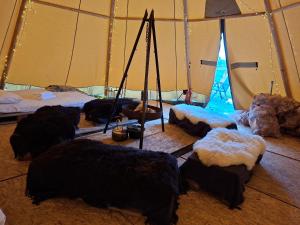 Billede fra billedgalleriet på Lavvo på Angell Gjestegård i Narvik