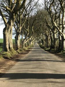 een door bomen omzoomde weg met een rij bomen bij Tower St Cranes Murals Titanic 3br-6guests in Belfast +25 foto's