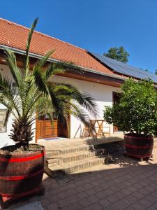 a house with a palm tree in front of it at CitrusLiget Vendégház in Palkonya