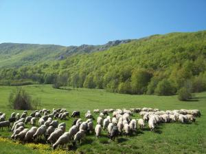 a herd of sheep walking in a field at House Mara in Korenica