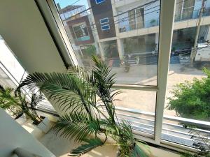 a palm plant in a room with a window at NIKUNJ VAN By Hare Krishna Ambiance in Vrindāvan