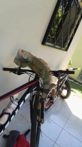 a snake on the back of a bike at Casa Plumeria-Aloha Surf Nosara in Nosara