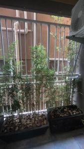 a group of trees in a window with rocks at Havillah Suites Kololo in Kampala +26 photos