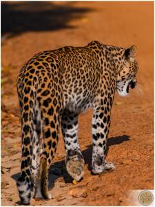 a jaguar standing on a dirt road at Wilpattu Safari Resort in Wilpattu +77 photos
