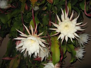 three white flowers are hanging from a plant at Palo Alto Lodge in Palo Alto