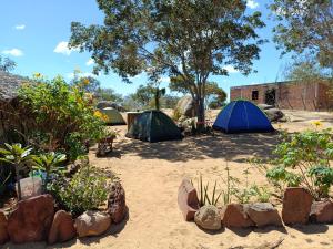 a group of tents in a field with plants at Ecocamping Okaeté in Buíque
