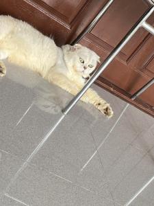 un chat blanc allongé sur le sol sous une chaise dans l'établissement Lunar House, à Surat Thani 48 autres photos
