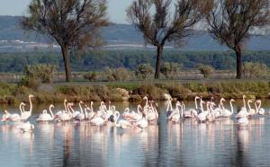 a group of flamingos swimming in the water at Les 1000 Vignes in Frontignan
