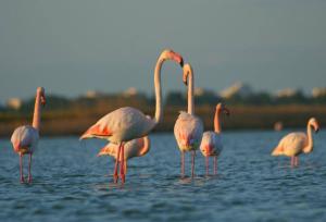 a group of flamingos standing in the water at Les 1000 Vignes in Frontignan +6 photos