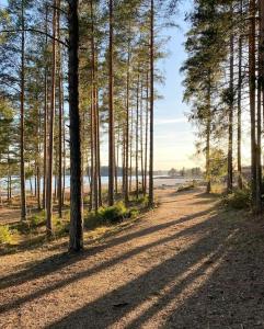 a forest with trees on a dirt road at Relax In This Cozy Family Cabin  +13 photos