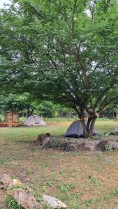 two tents in a field under a tree at Eco Camping Las Penitas in Las Peñitas