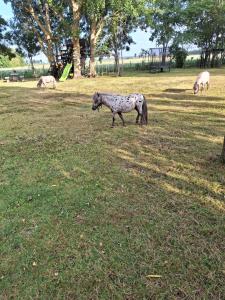 a donkey walking in a field of grass at B&B de Vrijheid en de Ruimte in Steenbergen in Steenbergen