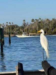 a white bird standing on the edge of a body of water at Saltys Retreat with a 50 Ft Dock at Crystal River in Crystal River