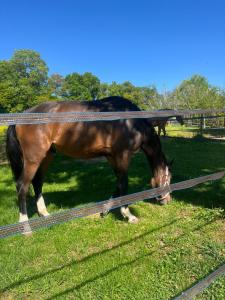 a brown horse grazing in a field of grass at Les Bouloies - 2 gites familiaux l'Eden et les Saules - in Laviron