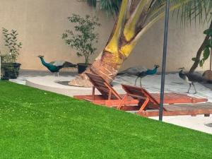 Un grupo de pájaros de pie junto a un edificio. en Aqua Leisure Resort Bentota, en Bentota 1 foto más