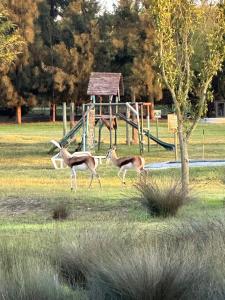 two gazelles walking in front of a playground at The Barnard's Barnyard in Malmesbury +3 photos