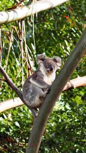 a koala sitting on top of a tree at Nightcap Ridge - Byron Bay Hinterland in Dorroughby