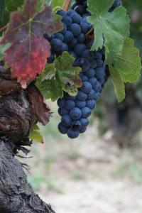 a bunch of grapes hanging from a tree at Carpe Diem in Navaridas