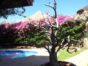 a tree with pink flowers next to a swimming pool at Villa met privé zwembad in Résidence Safari Village in Saly Portudal