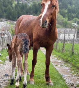 Ảnh trong thư viện ảnh của Thethi Mountain Guesthaouse ở Theth