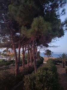 a group of trees with the ocean in the background at Κτήμα Εμιαλη in Kalamákion