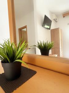 two plants sitting on a counter in front of a mirror at Maria's Rooms in Skala Rachoniou