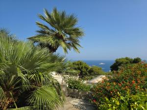 een palmboom in een tuin met de oceaan op de achtergrond bij Villa Sterlizia in Capri