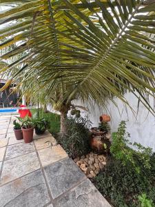a palm tree in a garden with many plants at Casa do sossego in Juazeiro do Norte