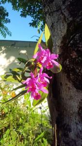 a pink flower on the side of a tree at Chalé Orquídea Praia de Meaípe - Guarapari, Espírito Santo in Guarapari
