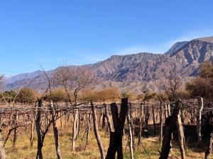 a vineyard with trees and mountains in the background at Don Luis Alberto in El Puesto